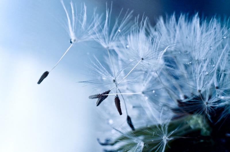 Beautiful Blue Flowers in the world